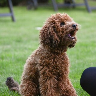 dogs1_0410