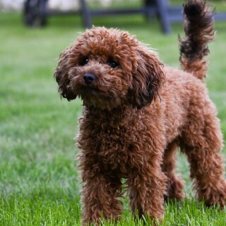 dogs1_0411