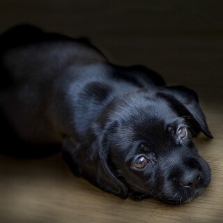 dogs1_0431
