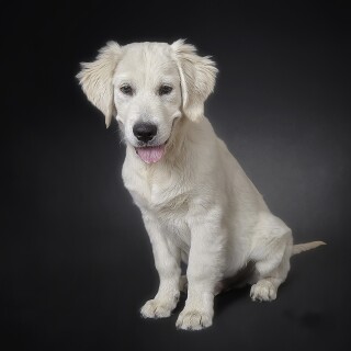 dogs1_0441