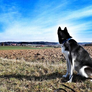 dogs1_0452