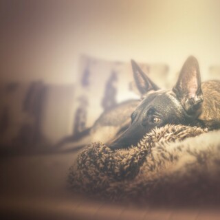 dogs1_0462