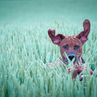 dogs1_0470