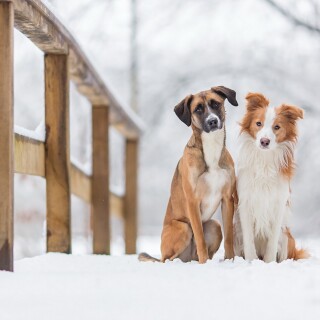 dogs1_0475