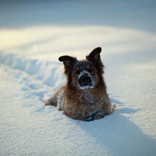 dogs1_0485