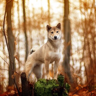 dogs1_0492