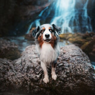 dogs1_0497