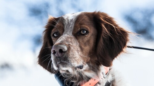 dogs1_0499.jpg