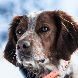 dogs1_0499