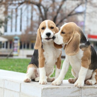 dogs1_0506