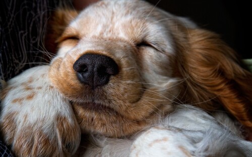 dogs1_0515.jpg