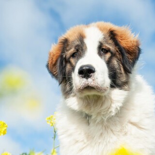 dogs1_0527