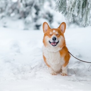 dogs1_0535