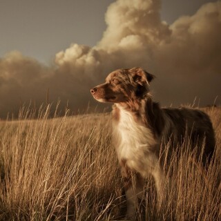 dogs1_0537