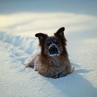 dogs1_0552