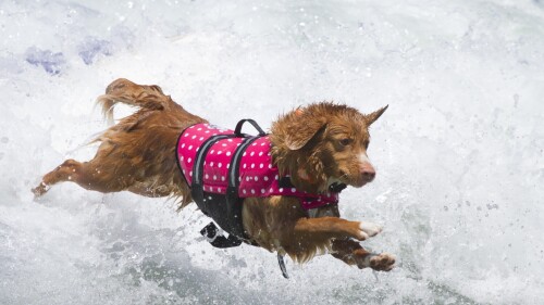 dogs1_0553.jpg
