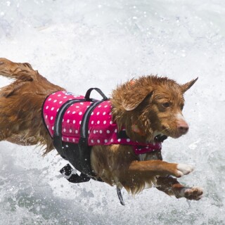 dogs1_0553