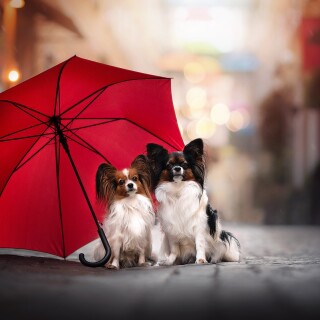 dogs1_0555