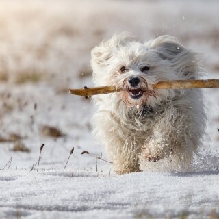 dogs1_0557