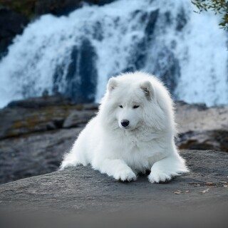 dogs1_0566