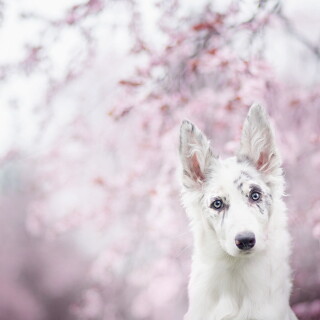 dogs1_0568