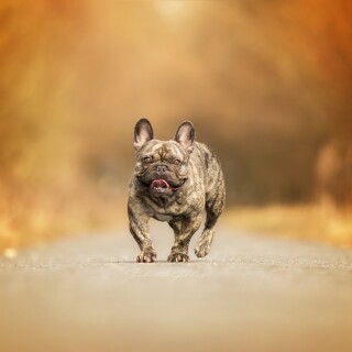 dogs1_0569