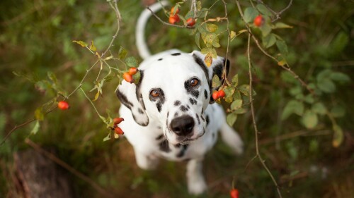 dogs1_0572.jpg