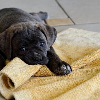 dogs1_0575