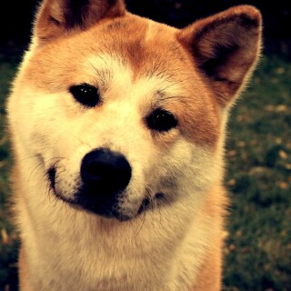 dogs1_0594