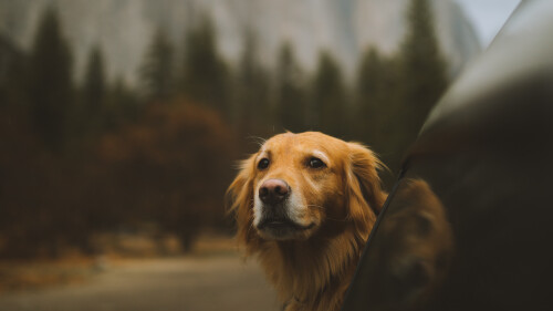 dogs1_0601.jpg