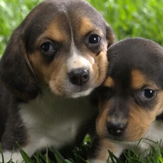 dogs1_0617
