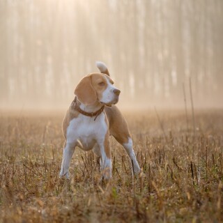 dogs1_0624