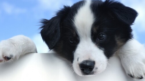 dogs1_0636.jpg