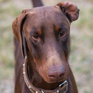dogs1_0641