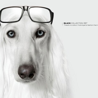 dogs1_0653