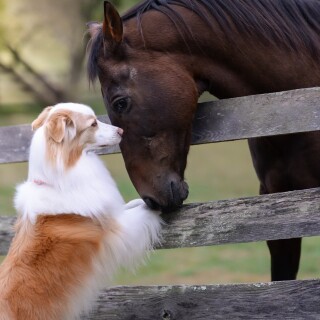 dogs1_0664