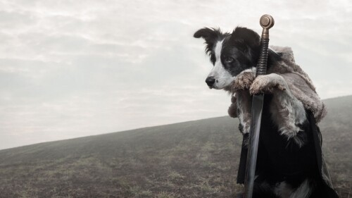 dogs1_0678.jpg