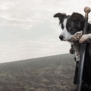 dogs1_0678