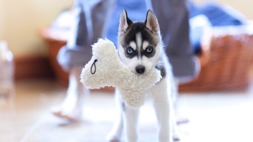 dogs1_0698.jpg