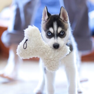 dogs1_0698
