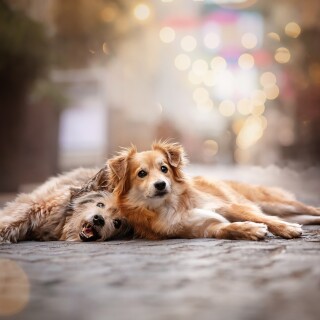 dogs1_0699