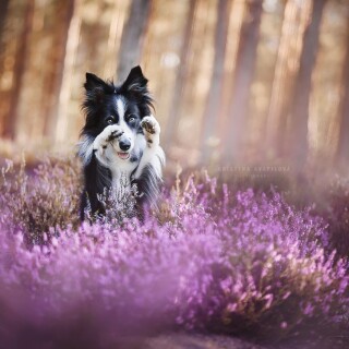 dogs1_0705