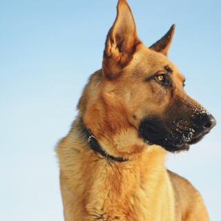 dogs1_0711
