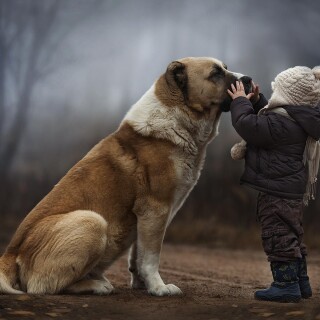 dogs1_0712