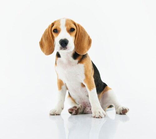 dogs1_0718.jpg