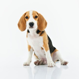 dogs1_0718