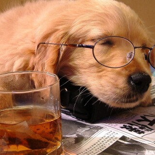 dogs1_0735