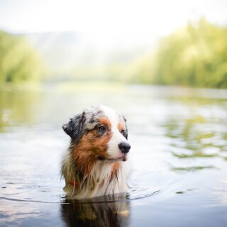 dogs1_0741