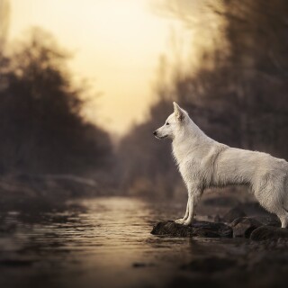 dogs1_0751