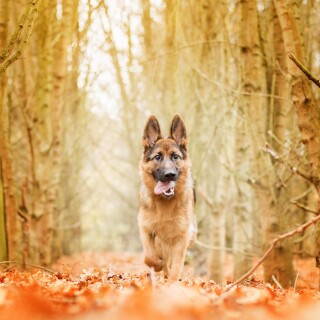 dogs1_0754